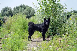 Croatian Sheepdog